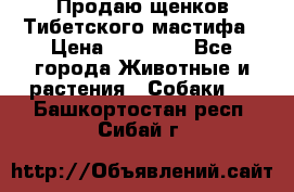 Продаю щенков Тибетского мастифа › Цена ­ 45 000 - Все города Животные и растения » Собаки   . Башкортостан респ.,Сибай г.